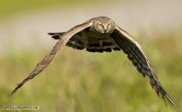 Hen harrier in flight