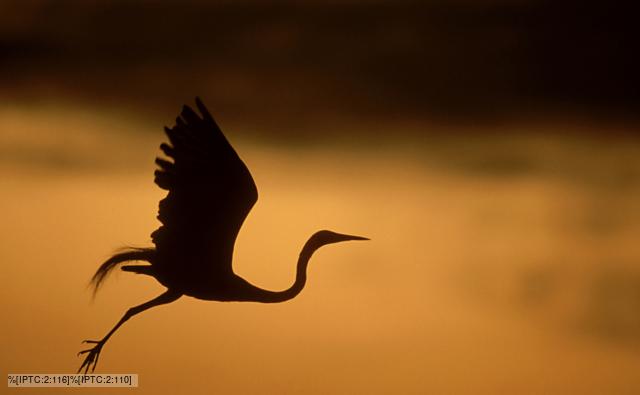 Silhouette of a great egret in flight