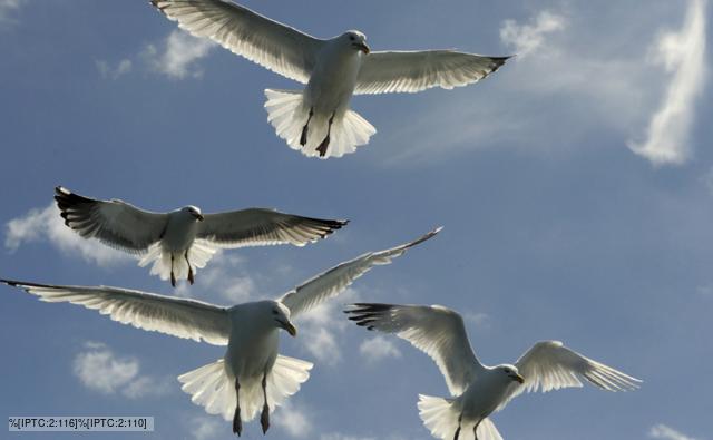 Looking up at herring gulls in flight