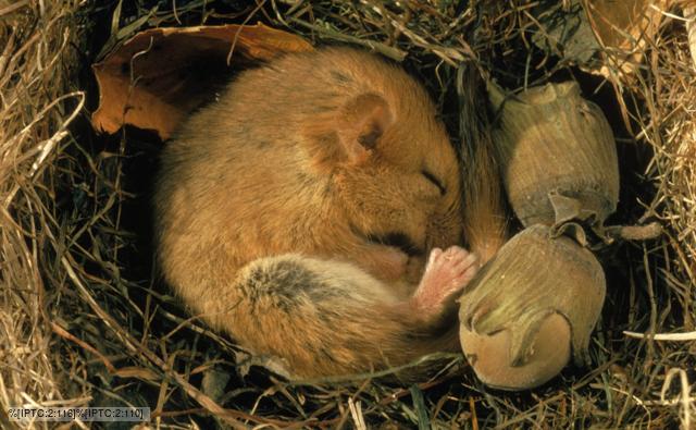 BBC Nature - Hibernation videos, news and facts