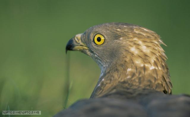 Rear view of a honey buzzard looking around