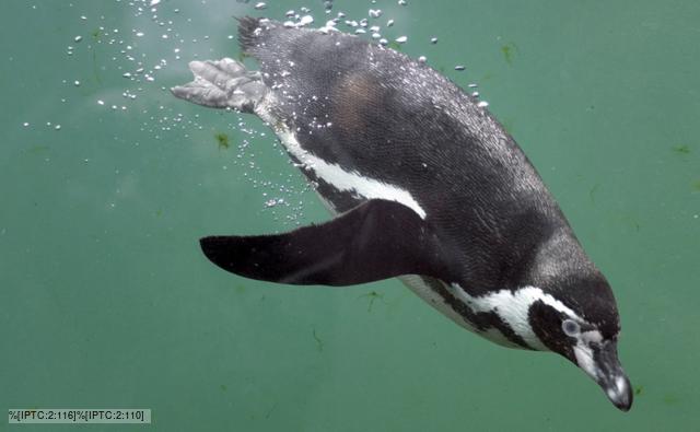 Humboldt penguin diving underwater