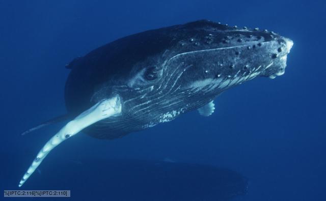 Humpback Pics