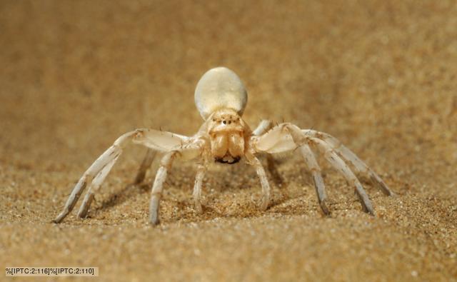 Dancing white lady spider 'dancing' in defensive threat display on sand dune