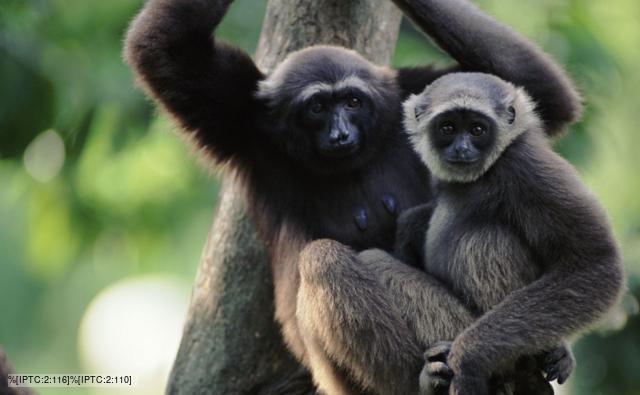Grey gibbon female and juvenile