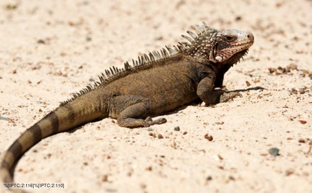Iguana standing on sand