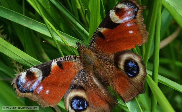 Peacock butterfly approaching pink flower
