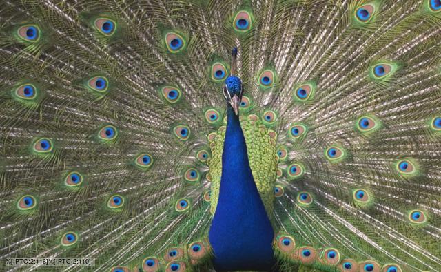 A male peafowl (a peacock) displaying his tail feathers