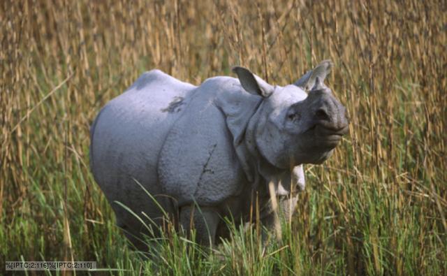 An Indian rhinoceros