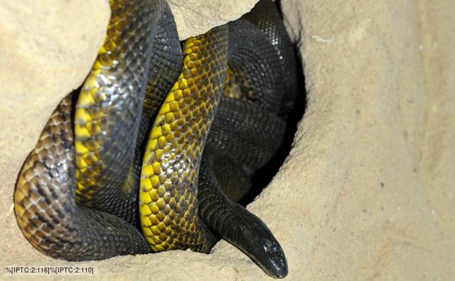 Taipan Bite