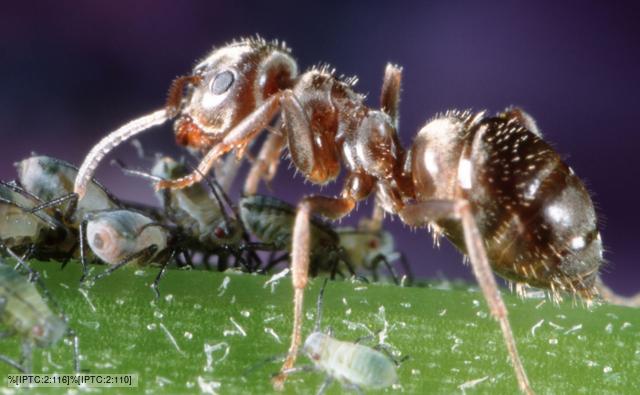 Negro ant tending aphids