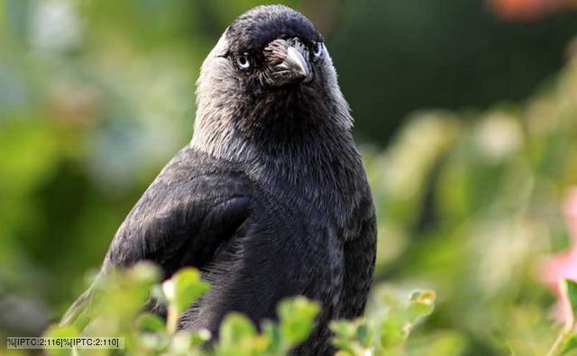 Jackdaws Birds