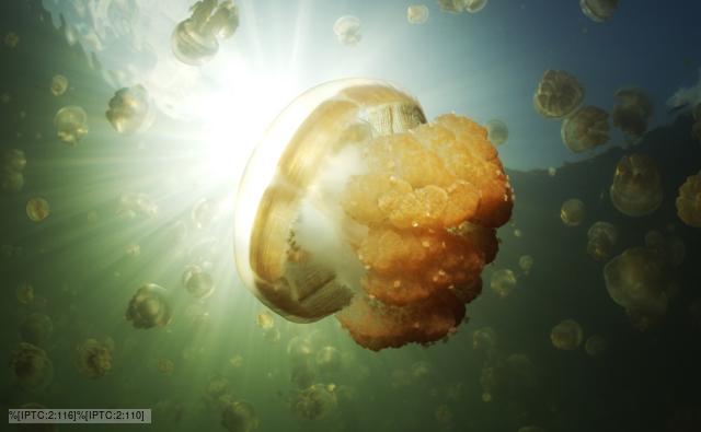 Jellyfish backlit by rays of bright sunlight