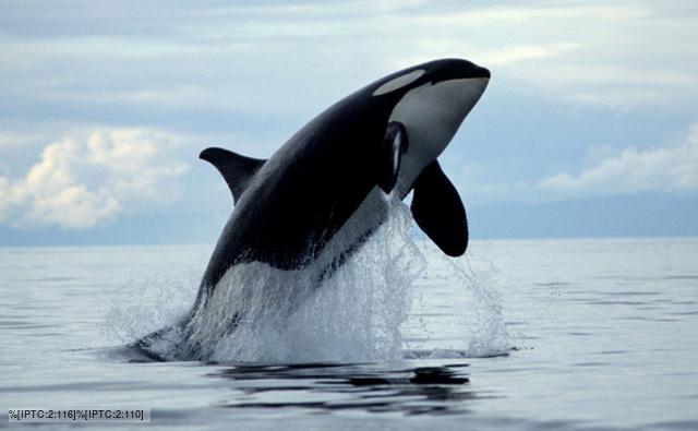 Killer Whale Ocean