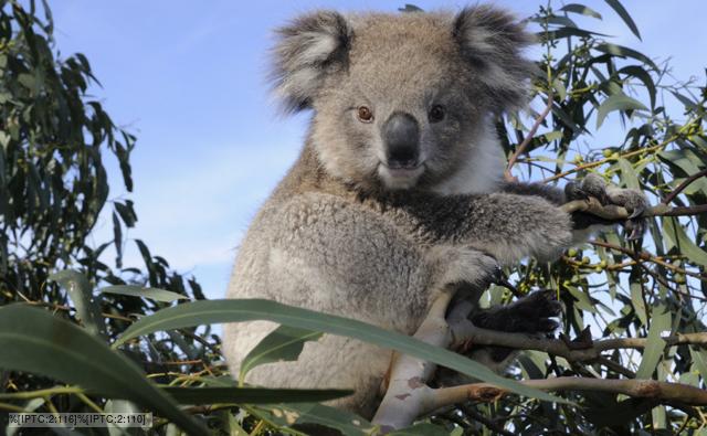 Young Koala