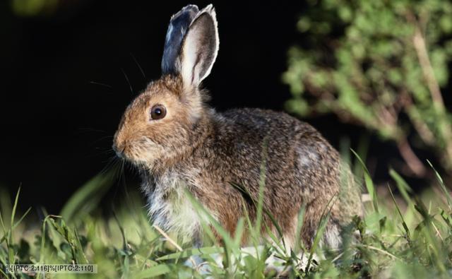 Hare sitting in the grass