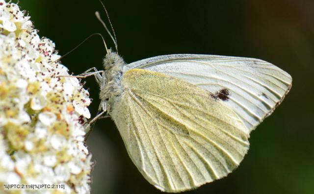 Cabbage white butterfly in flight