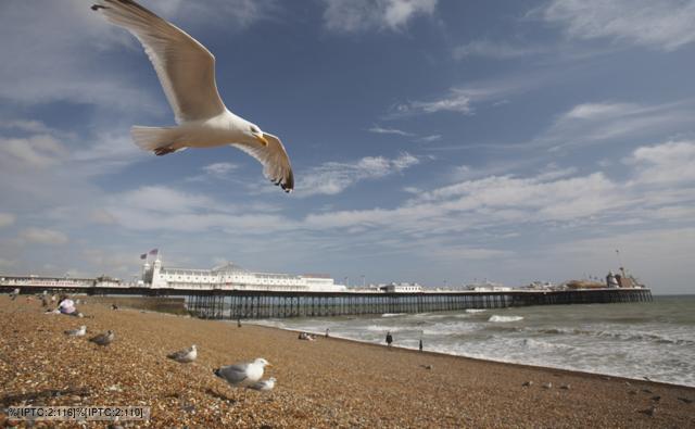 Seagull flying over a beach