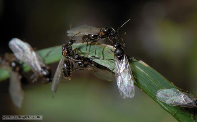 Swarming black ants on a leaf