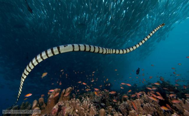 A banded sea krait swimming over a coral reef