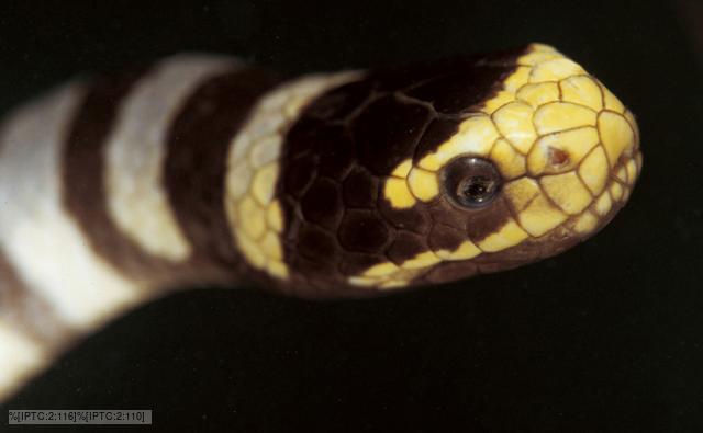 Close-up of a banded sea krait