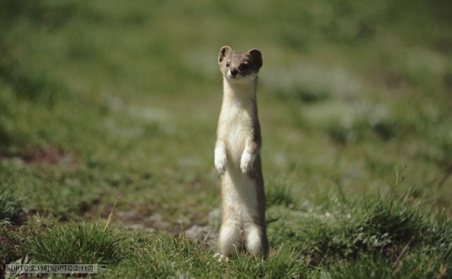 weasel standing