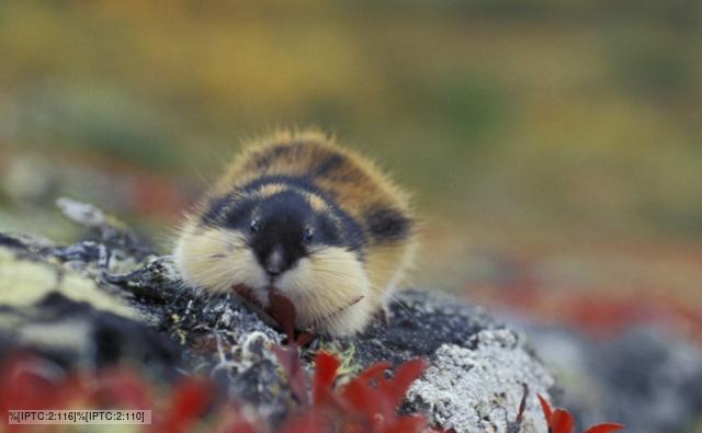 Norway lemming on tundra in Norway