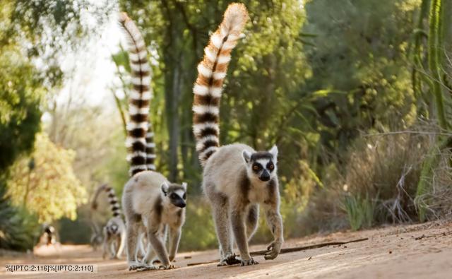 Ring-tailed lemur troop on the move