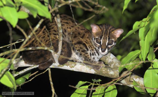 leopard cat