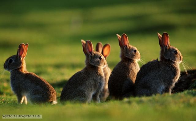 Group Rabbits 34