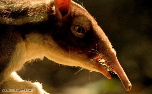 Close-up of the prehistoric mammal, Leptictidium