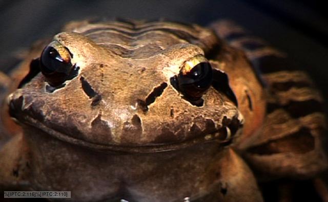 Close-up of a mountain chicken frog