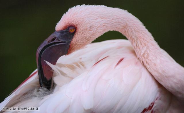 A lesser flamingo preens its feathers with its large hooked beak