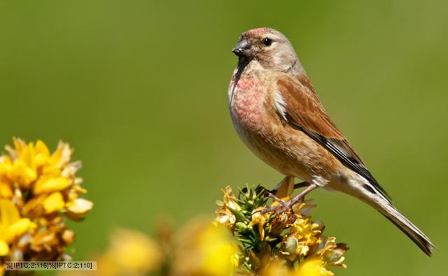 linnet images