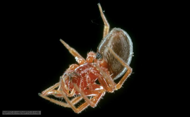 Upside down money spider