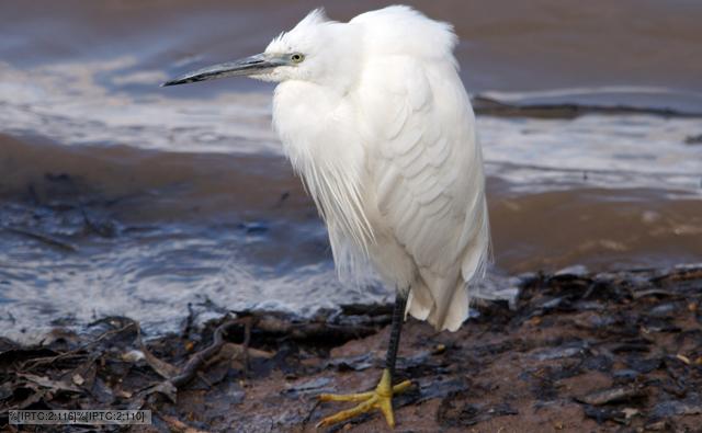 Little egret wading in a lake