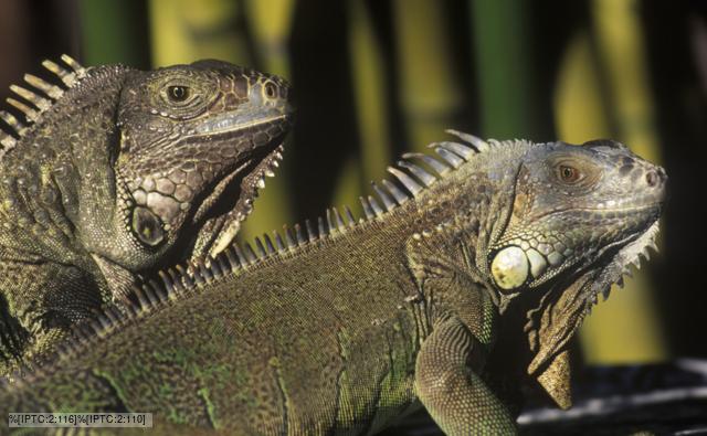 A pair of iguanas
