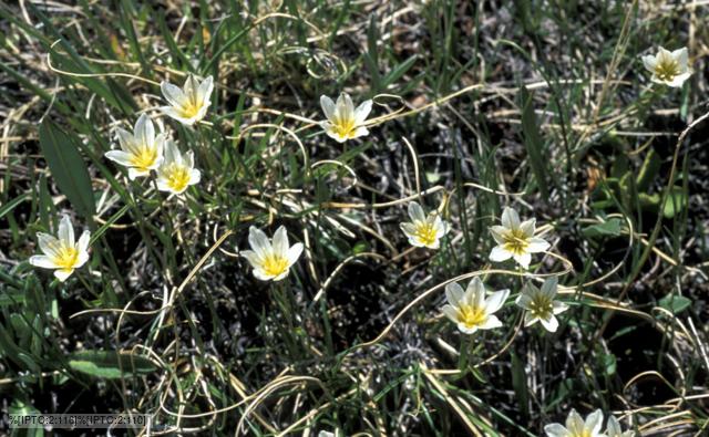 Flowers of the Snowdon lilly