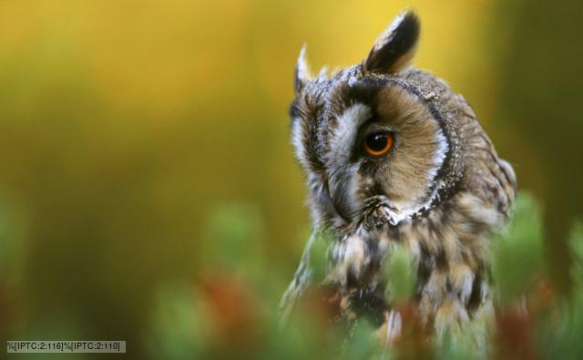 Long eared owl portrait