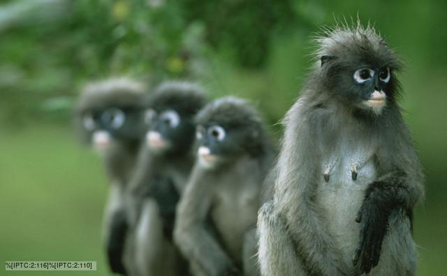 Four dusky leaf monkeys are wet after rain