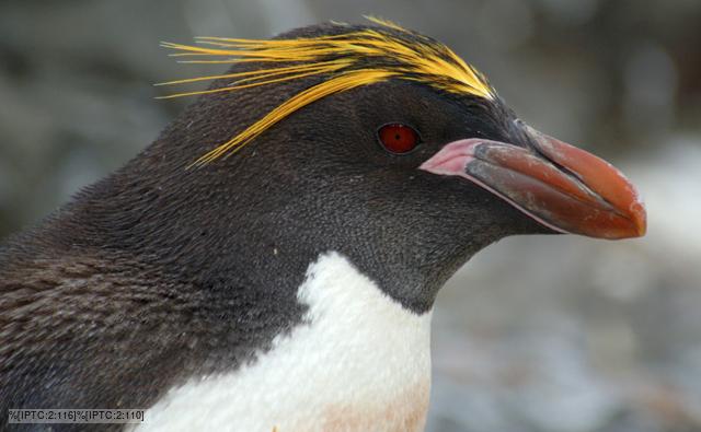 all about macaroni penguins