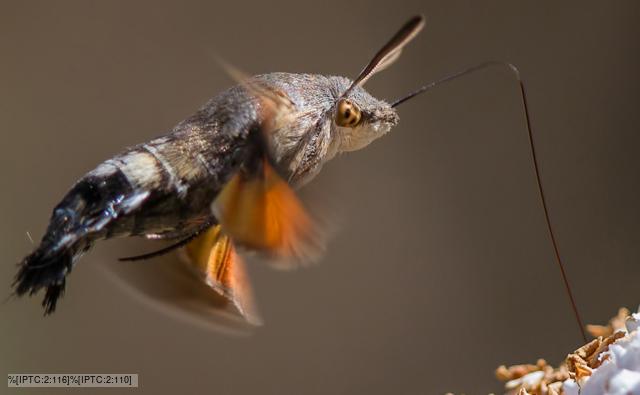 Hummingbird hawkmoth feeding on flower nectar