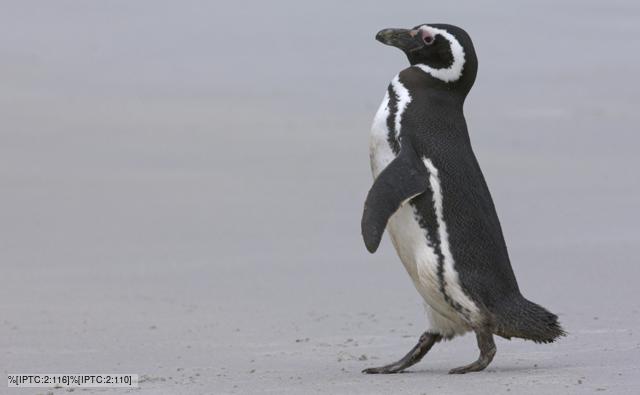 A Magellanic penguin walking on a beach