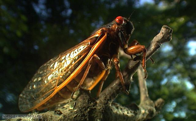 A cicada swarm covering a tree