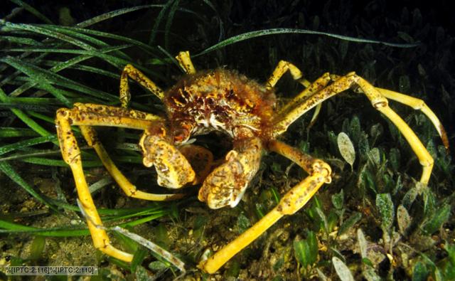 Spider Crab Images