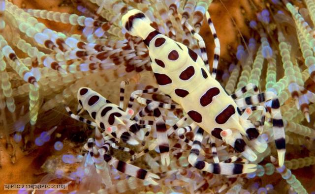 A colourful crustacean