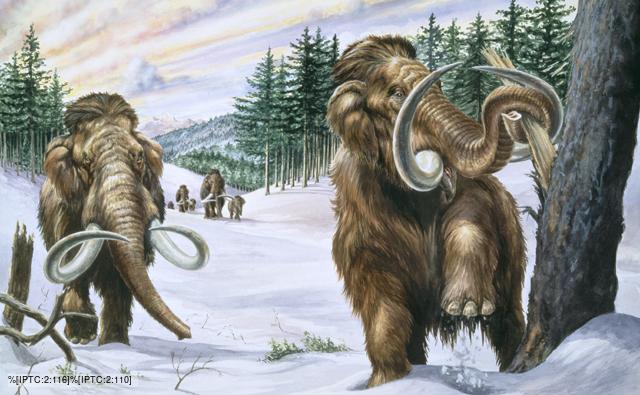 A pair of woolly mammoths in their natural habitat