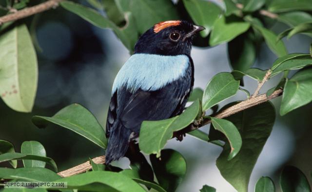Blue backed manakin amongst forest foliage