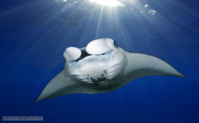 Manta Ray Swimming