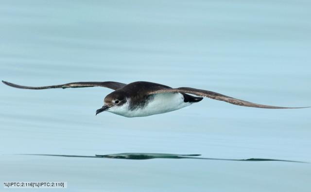 Profile of a Manx shearwater